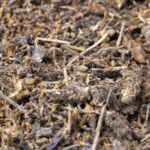 اسطوخودوس شامی